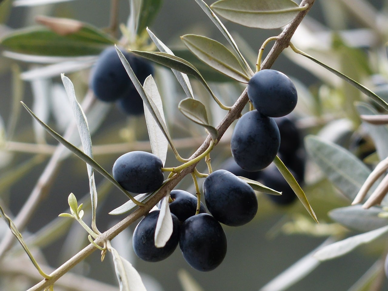 זיתים שחורים