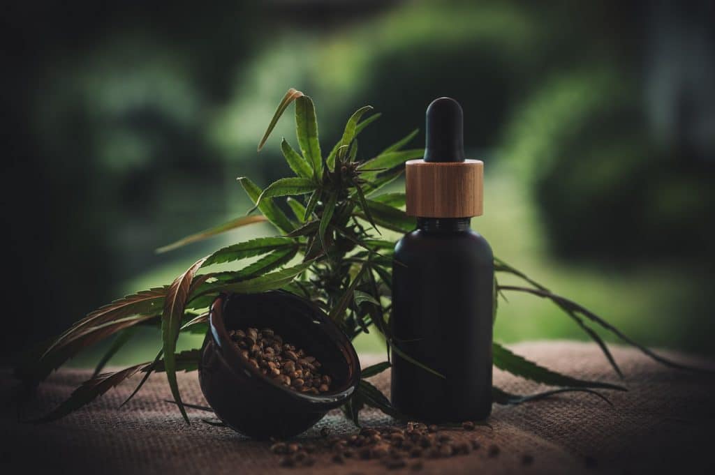 שמן CBD וצמח קנאביס