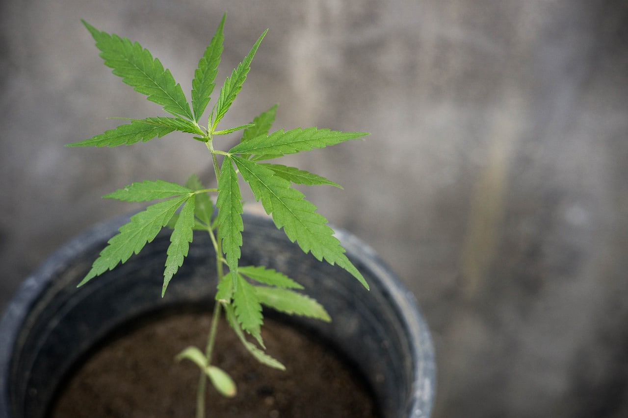 האם שמן CBD יכול להחליף תרופות מרשם