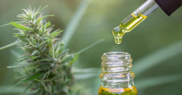 השפעת CBD על מערכת החיסון של הגוף
